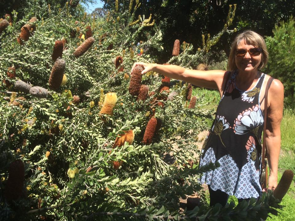 Helen peker på en stor banksia-blomst i den botaniske hagen